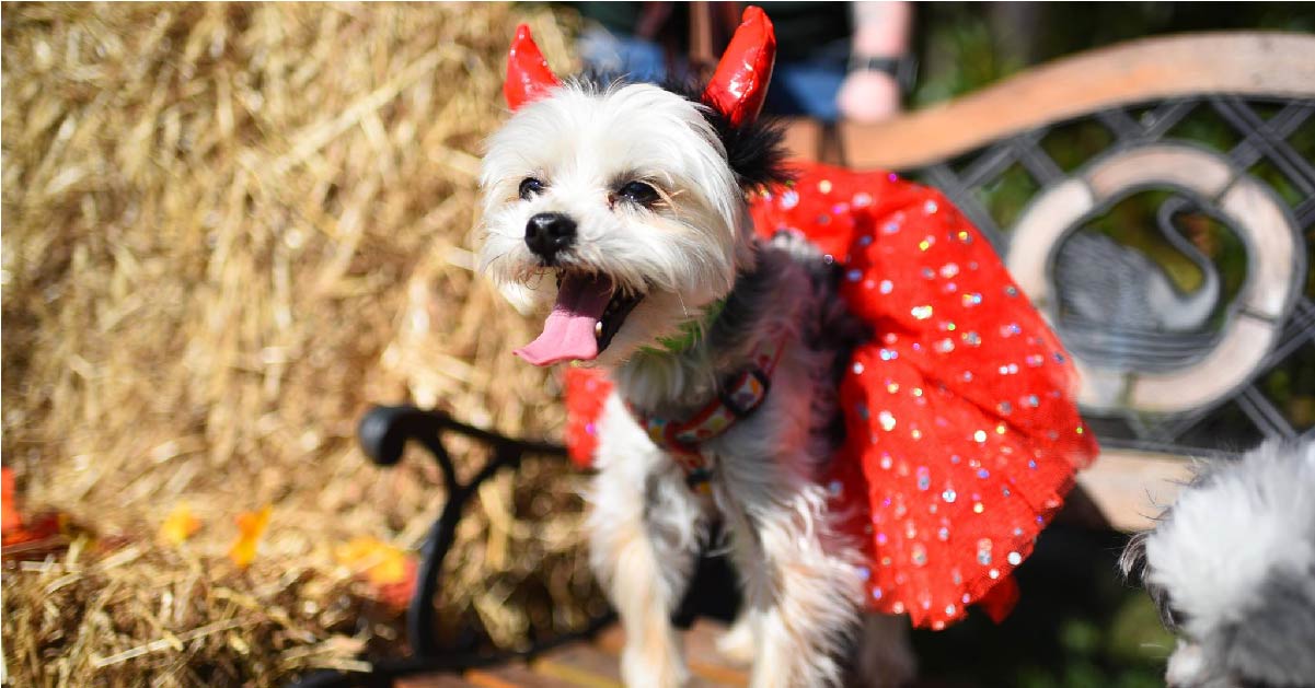 Howlloween Doggie Costume Contest