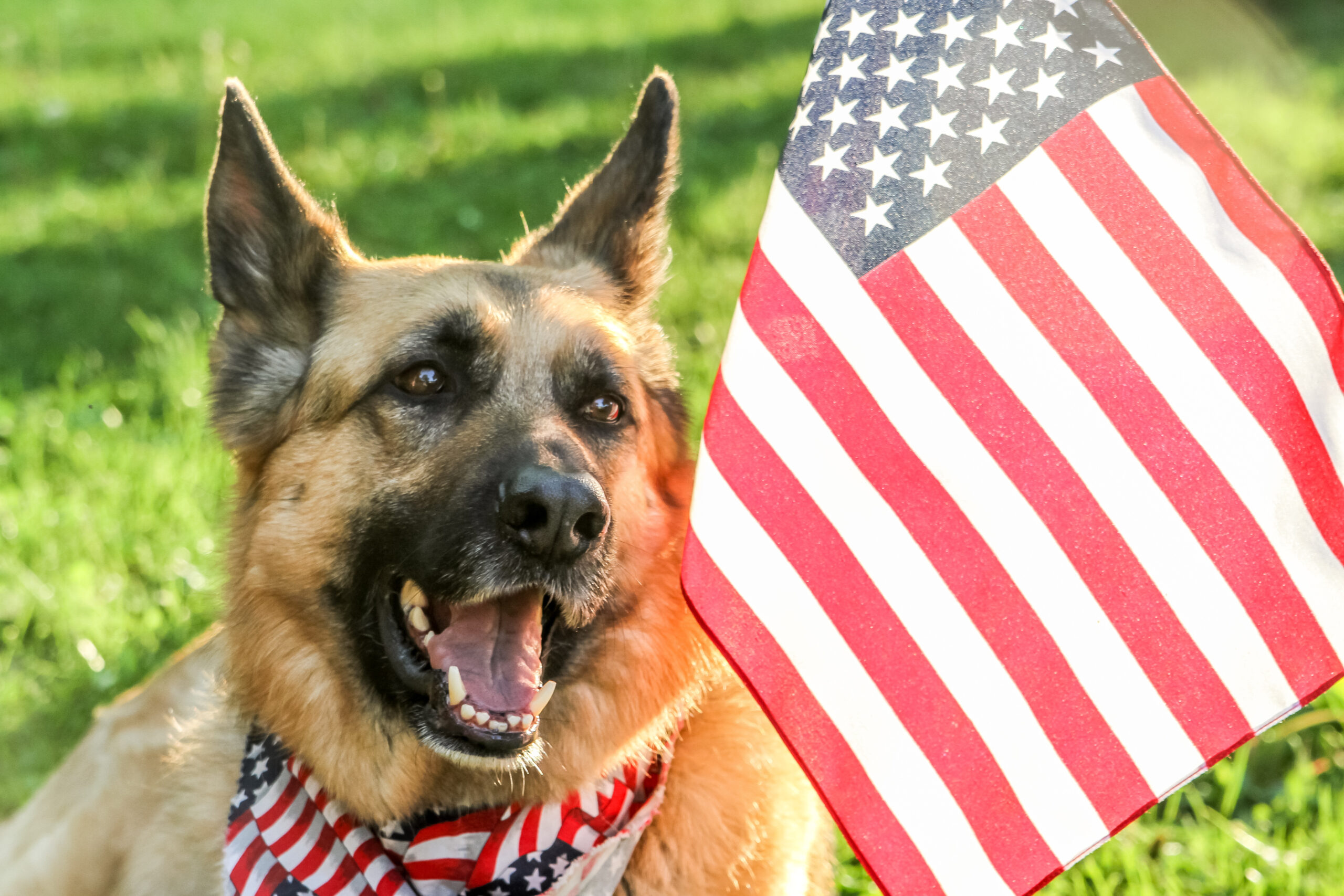 July 4th Celebrations and Your Pet: What You Need to Know