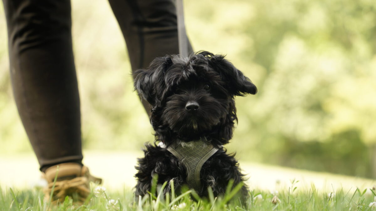 The Power Duo: Combining Dog Boarding and Training