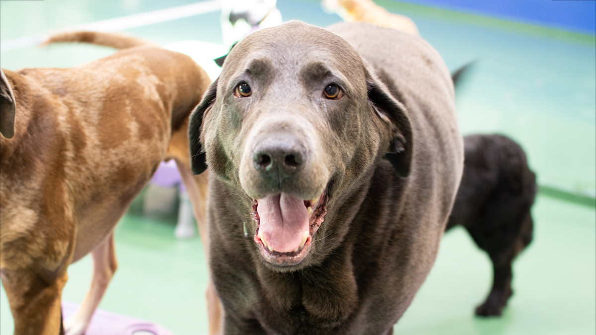Exercising Your Dog - Wagging Tails Pet Resort