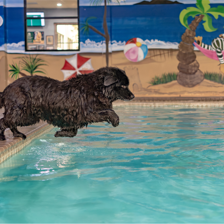 Swimming – Greenleaf Pet Resort